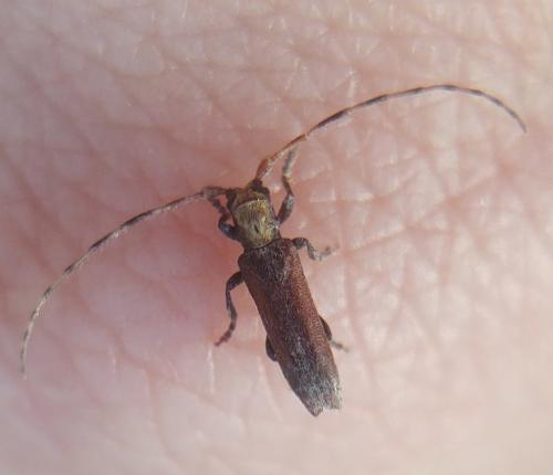 Réf. 349 534 : Deroplia genei
